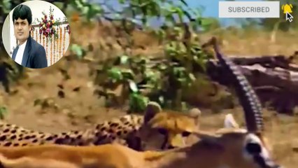 Wild Leopard Attack in Jungle | Real Animal Hunt"