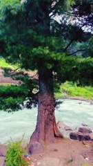 Nature’s Hidden Symphony