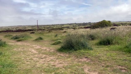 Responsible dog ownership at Penhale Dunes - keep dogs on leads