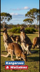 Kangaroos & Wallabies – The Iconic Hoppers of Australia