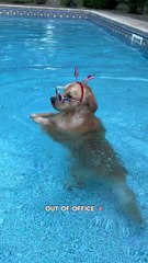 My Golden in swimming pool | #dog #usa #america #golden