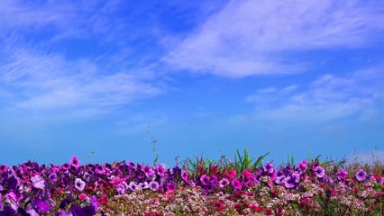 Ambiance Nature & Bien-Être 4K | Douceur Florale & Ciel D’Été