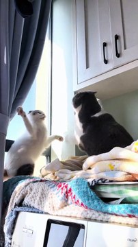 When Your Home Has Two Cats: Twice the Cuteness, Twice the Chaos #fyp #foryou #cat #cats