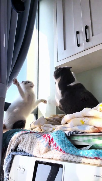 When Your Home Has Two Cats: Twice the Cuteness, Twice the Chaos #fyp #foryou #cat #cats