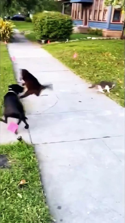 The cat gave one look and the dog saw his life flash #fyp #foryou #cat #cats #dog