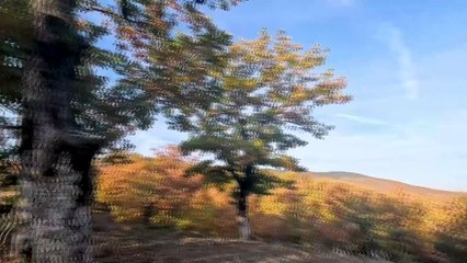 Ξεκινά η κυνηγετική περίοδος: Απεριόριστο κυνήγι σε 10 είδη