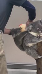 El truco más tierno que le hacen a un koala bebé para calmar su ansiedad por separación