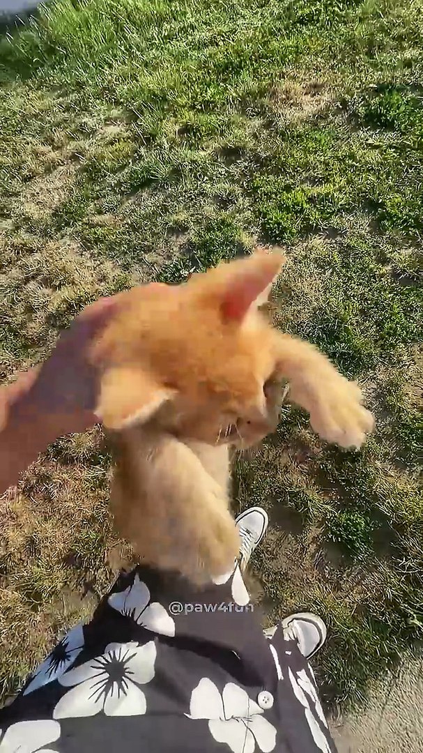 Cats being cats 🤣🤣