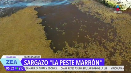 ¡Olor a huevo podrido! El sargazo pone en riesgo la salud y el medio ambiente