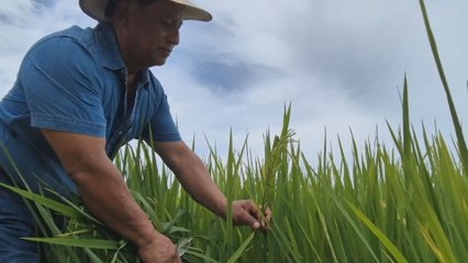 Productores de arroz de Coclé exigen realizar un inventario nacional