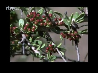 El arca de Noe Cap 4 - Patagonia viva, casi un desierto