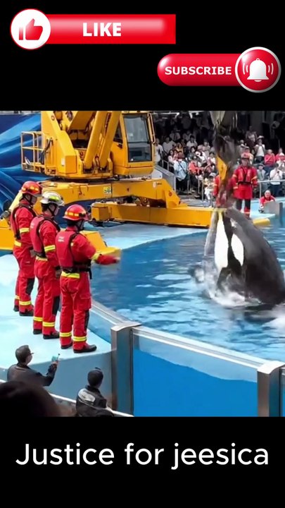 #orcas #trending #foryoupage #orcas #trending #foryoupage #realvideo