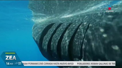 Tiburón ballena es el pez más grande del océano