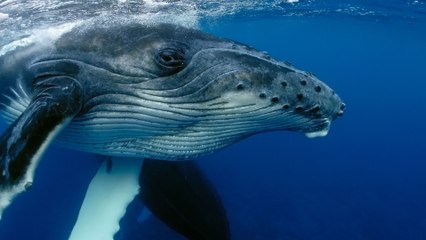 Las Gigantes del Mar y sus Fascinantes Secretos