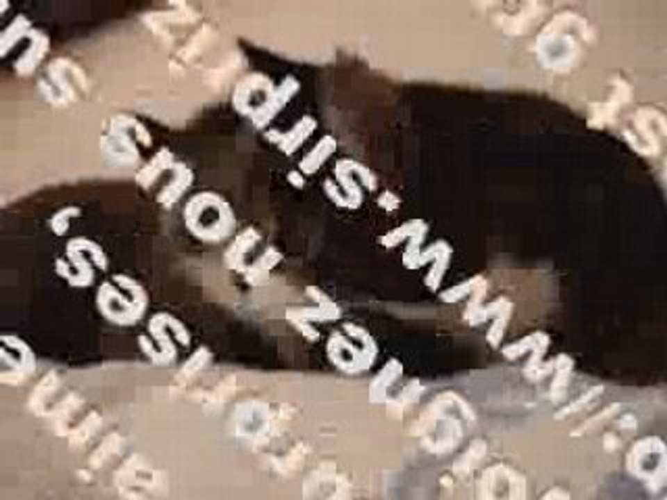 2 chats qui parlent entre eux A VOIR !!