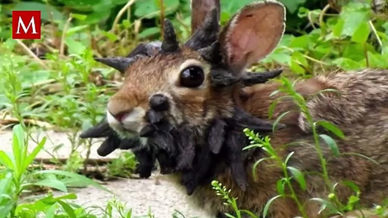 ¿Conejos con cuernos? La verdad detrás de las extrañas imágenes en Colorado