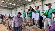 Ridgway Advance Poll Merino sale lifts average by $400