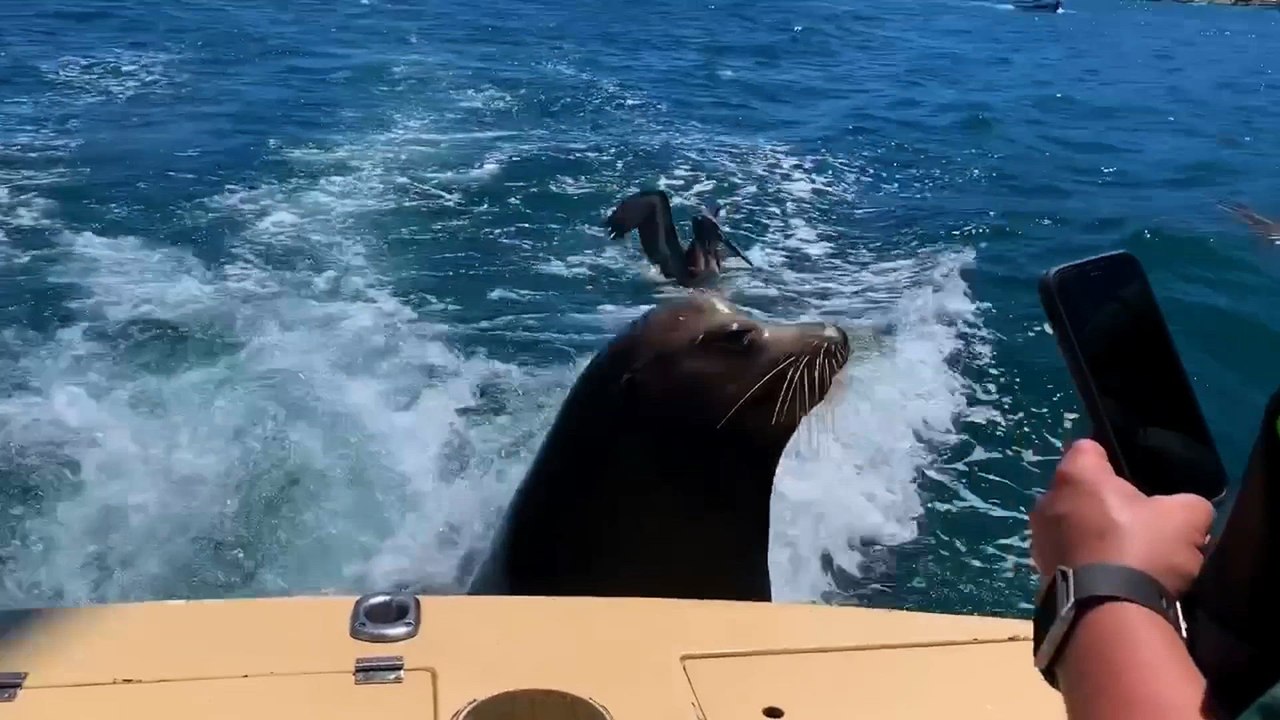Wild Animals