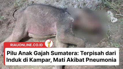 Pilu Anak Gajah Sumatera: Terpisah dari Induk di Kampar, Mati Akibat Pneumonia