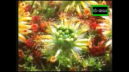 Mundo Natural: Trampas Mortales y Líneas de Vida - Documental (1996) - Español Latino