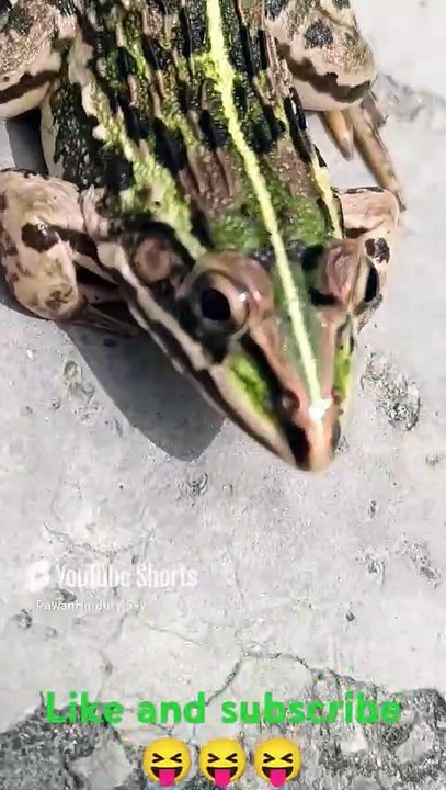🐸 full colour Biggest Frogs in India video