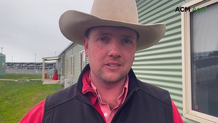 Full weight range of Ballarat steers make between 500-600 cents a kilogram