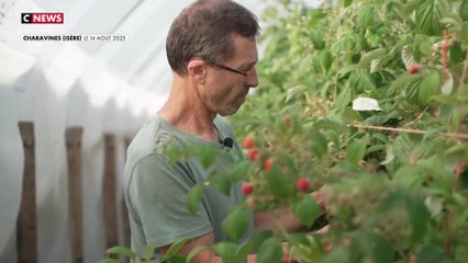 Canicule : la chaleur fait des ravages dans les vergers