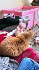 Cat vs baby #fyp #foryou #cat #cats #baby