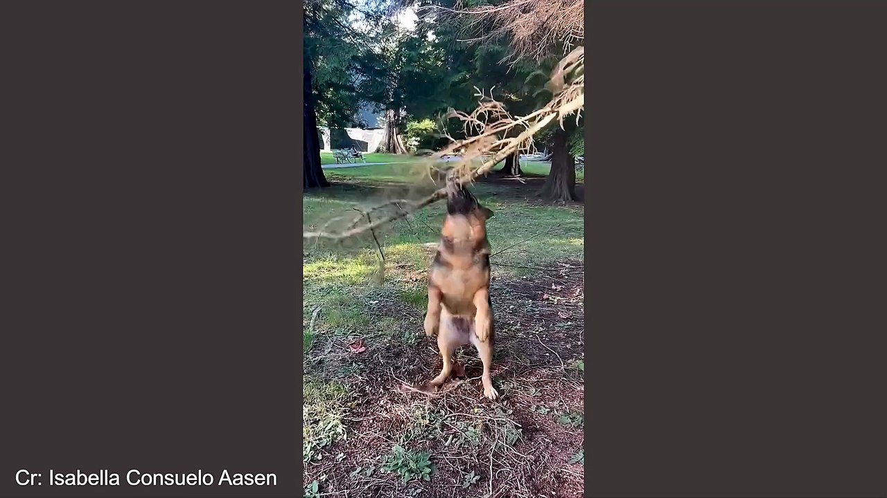 GERMAN SHEPHERDS Dog Were Born To Be Comedians! 🤪 Funny Dog Videos