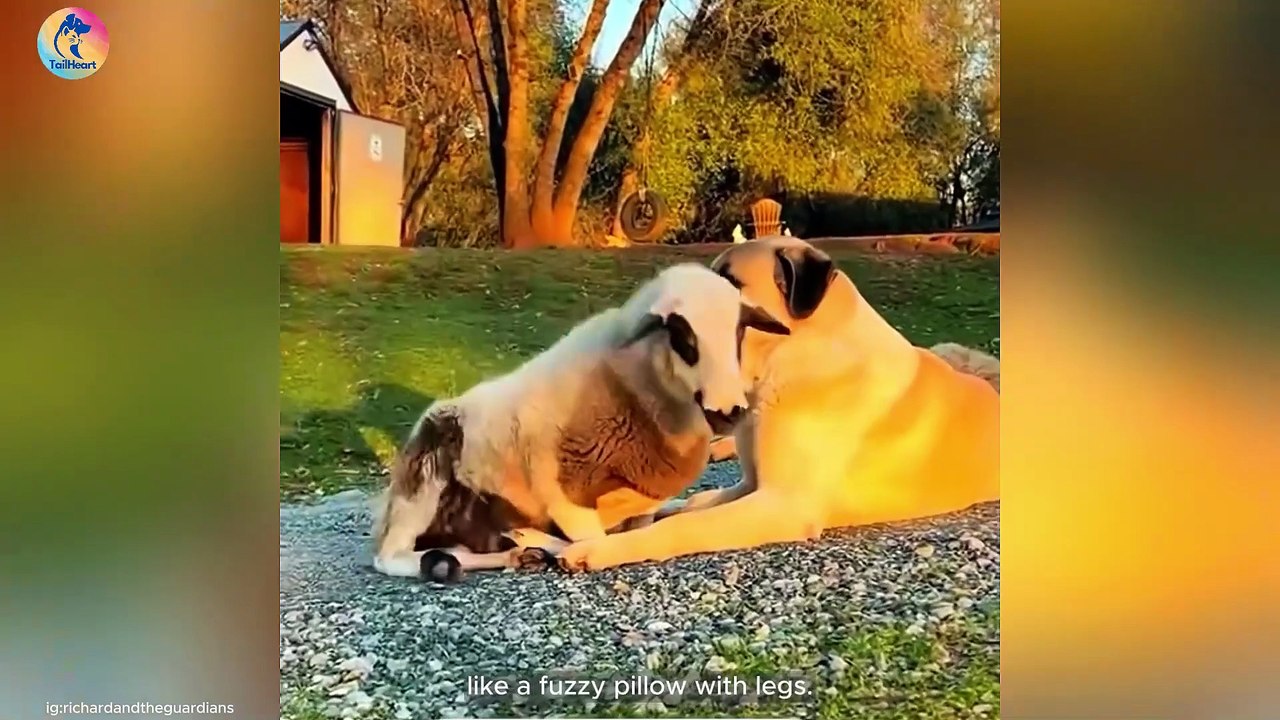 The Strange Friendship Between a Sheep and a Dog