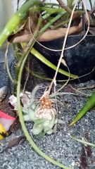 Família separadas # o abacaxi # a banana # sao bromelias