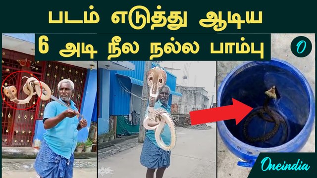 Puducherry Snake Video | வீட்டின் முன்பு படம் எடுத்து ஆடிய 6 அடி நீல நல்ல பாம்பு