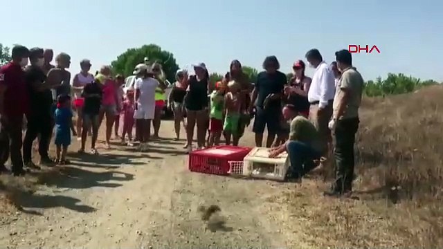 Türkiye'nin katil kene timi kekliklerle ilgili ezber bozan açıklama: ''Safsata!''