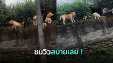 “แก๊งหมาบนกำแพง” ยืนชมวิวเหมือนบอดี้การ์ดหมู่บ้าน ขับผ่านต้องอมยิ้ม