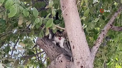 Bir Miyav Duydu, Hayatı Değişti!