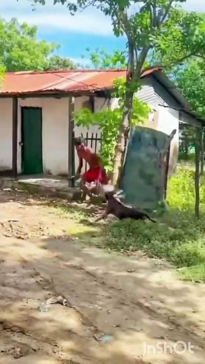 Very danger dog