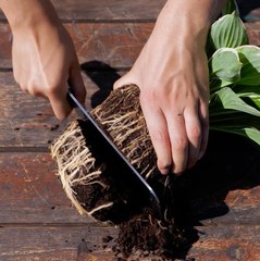 Les jardins prospères commencent avec ces conseils simples 🌾🧠🧠