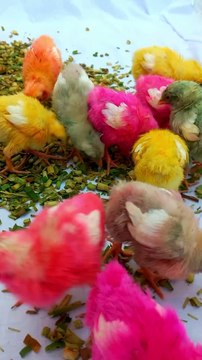 Baby Chickens Video | amazing chicks world | cute chicks video