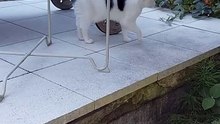 Morning check of cat property 🙂 #shorts #funnycats #cats