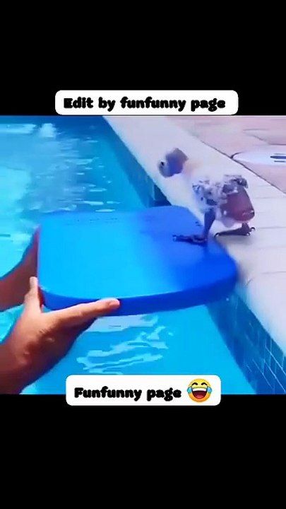 Thanda hay thanda hay 😂 #shortsreels #adsonreelsmonetization #funnymoments #funnyreels #trendingreel #memes #viralchallenge #animal #funnyvideos #funnyanimals #animals #funny #cuteanimals #funnyvideos #cute #funnymemes #animal #memes #funnydogs #cats #pe