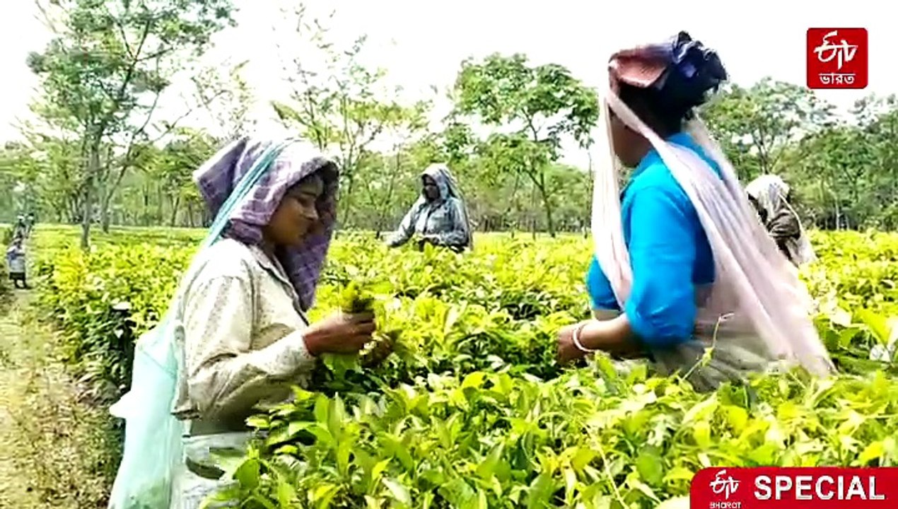 চা বাগান শ্রমিকদের নামে ভুয়ো ডেথ সার্টিফিকেট ! উধাও পিএফের কোটি কোটি টাকা