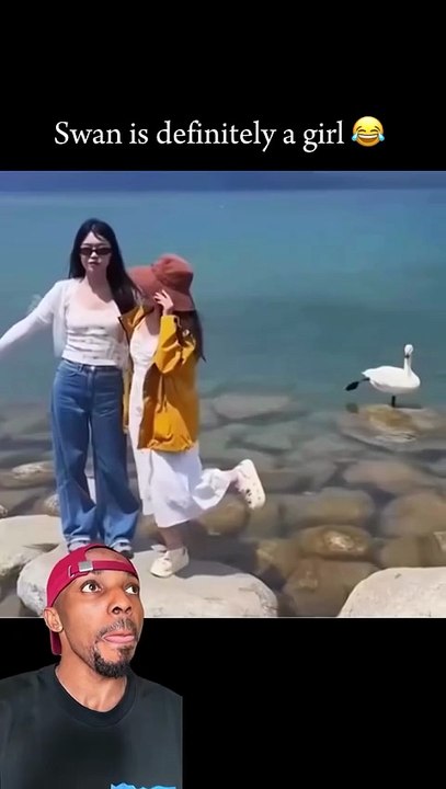 Swan is Definitely a Girl