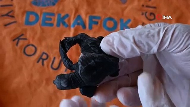 Manavgat'ta bulunan siyam ikizi Caretta caretta yavruları herkesi şaşırttı