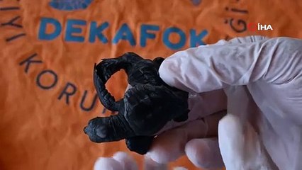 Manavgat'ta bulunan siyam ikizi Caretta caretta yavruları herkesi şaşırttı