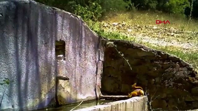 Uludağ'da çeşmeden su içen tilki ve sincap fotokapanla görüntülendi