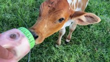 Eager Calf Hand-Fed Milk Bottle on Golden Hill Farm