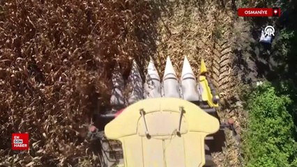 Osmaniye'de  mısırda 463 bin ton rekoltenin bekleniyor