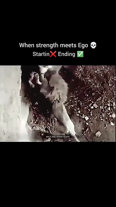 Lion VS Tiger real fight ☠️ Masai mara, kenya, Scarface lion King🔥#shorts #youtubeshorts #viral