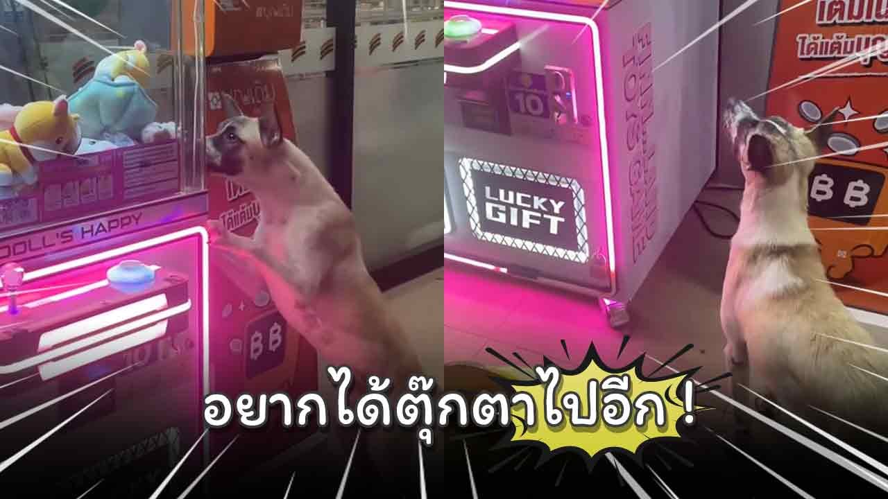 อบอุ่นหัวใจ ! หนุ่มสานฝันหมาจร คีบตุ๊กตาให้หลังน้องตะกุยตู้สุดน่าเอ็นดู