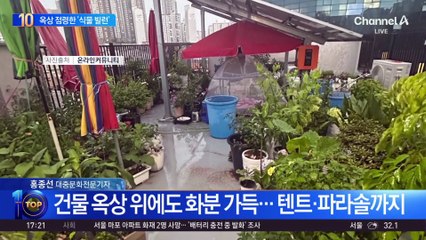 “상상 이상 역대급”…옥상 점령한 ‘식물 빌런’